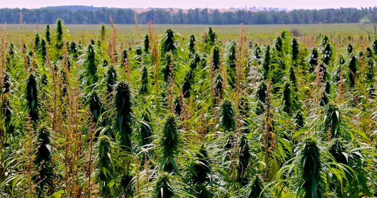 Límite del 1 % de THC en el cáñamo en Canadá