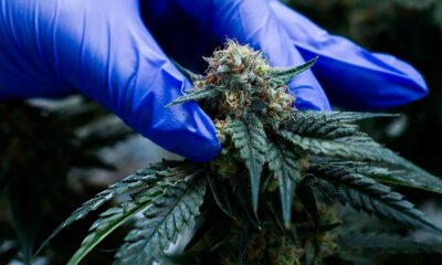 Cannabis medicinal en Marruecos