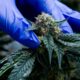 Cannabis medicinal en Marruecos