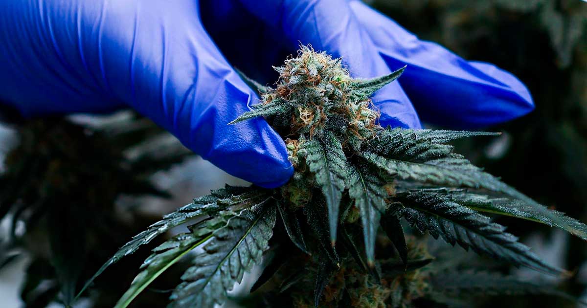 Cannabis medicinal en Marruecos
