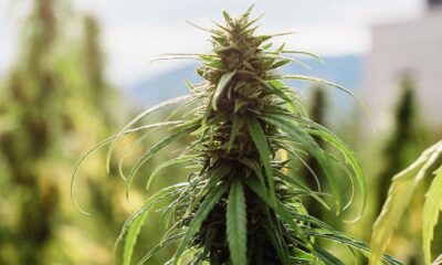 Cláusula sobre la intoxicación por cáñamo en Alemania