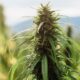 Cláusula sobre la intoxicación por cáñamo en Alemania