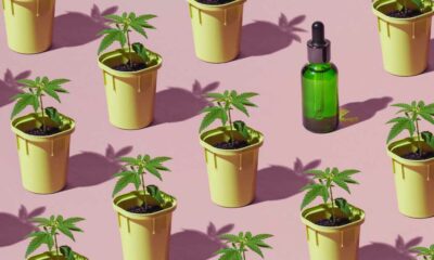 Balance de la experiencia francesa con el cannabis