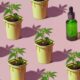 Balance de la experiencia francesa con el cannabis