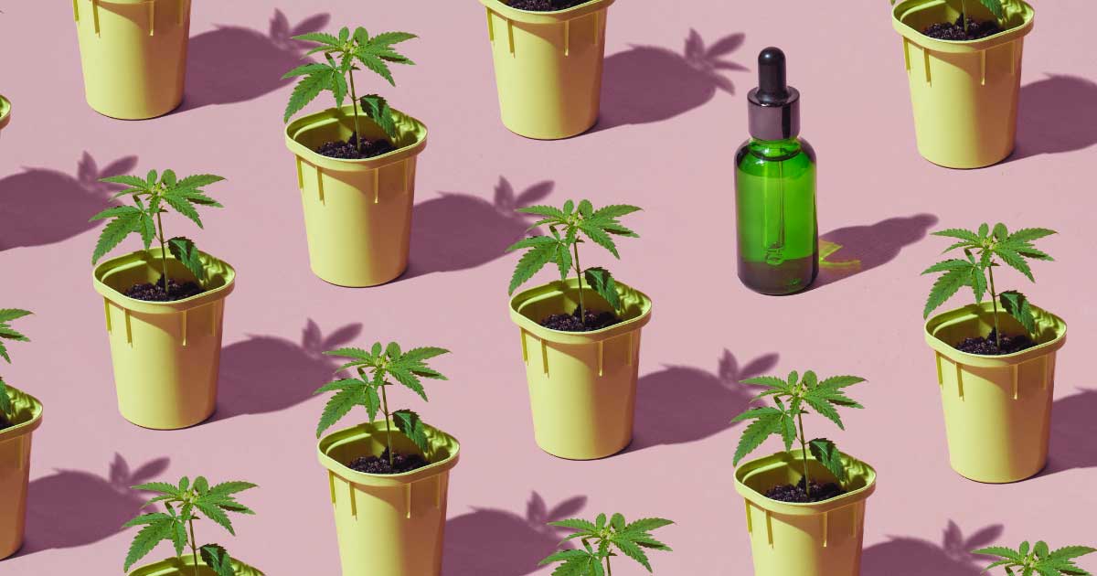 Balance de la experiencia francesa con el cannabis