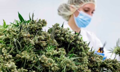 Flores de cannabis medicinal en Alemania