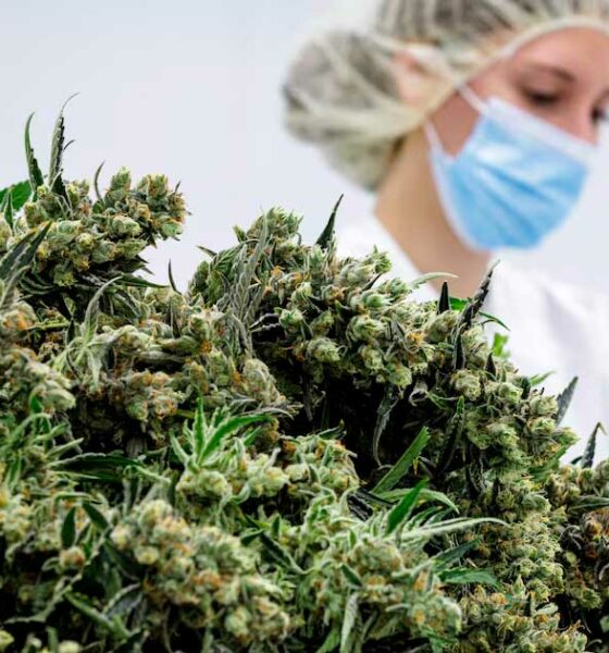 Flores de cannabis medicinal en Alemania