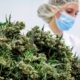 Flores de cannabis medicinal en Alemania