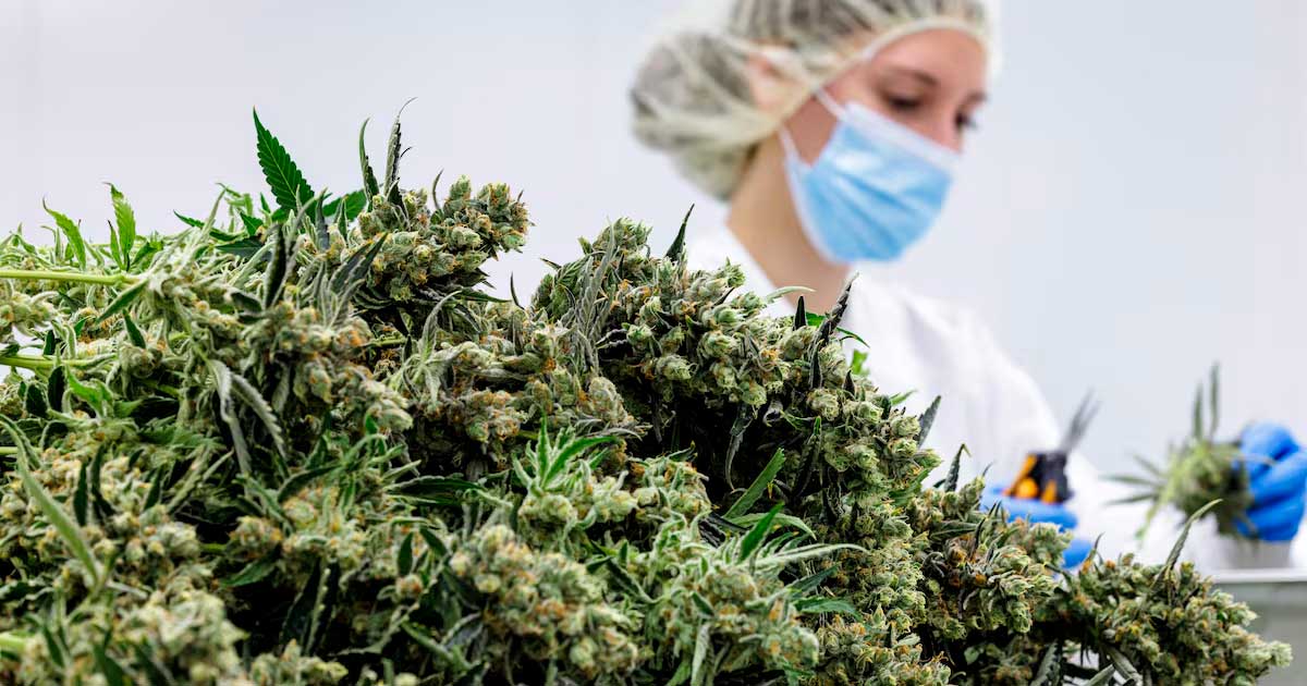 Flores de cannabis medicinal en Alemania