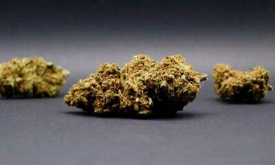 Flores de CBD en Italia