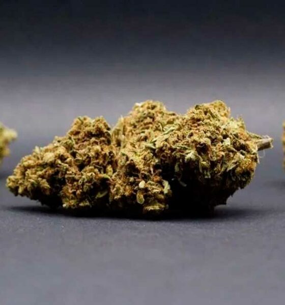 Flores de CBD en Italia
