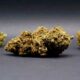 Flores de CBD en Italia