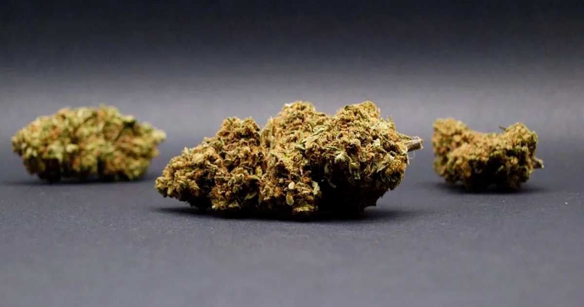 Flores de CBD en Italia