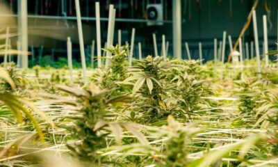Cultivo de cannabis medicinal en Nebraska