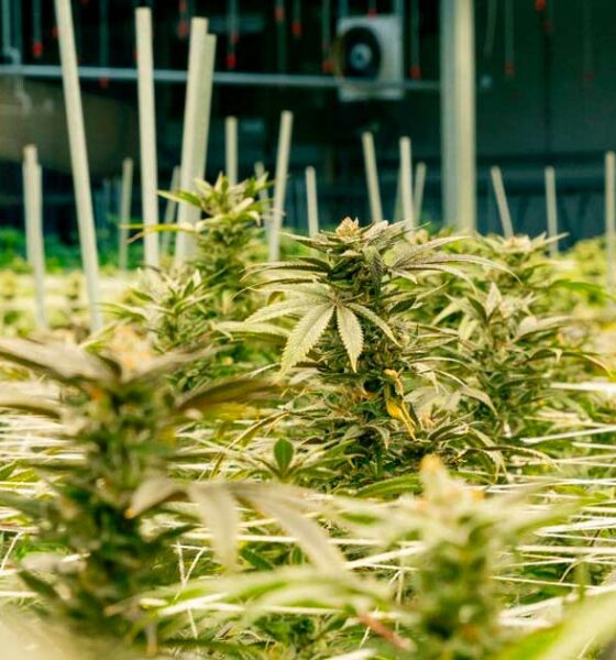 Cultivo de cannabis medicinal en Nebraska
