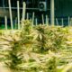 Cultivo de cannabis medicinal en Nebraska