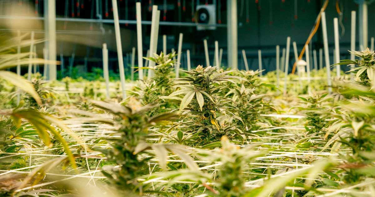 Cultivo de cannabis medicinal en Nebraska