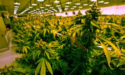 Venta de cannabis en Virginia a partir de 2027
