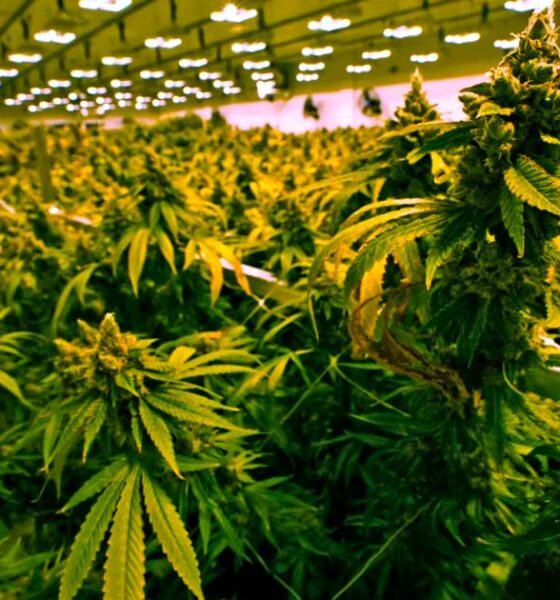 Venta de cannabis en Virginia a partir de 2027