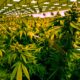 Venta de cannabis en Virginia a partir de 2027