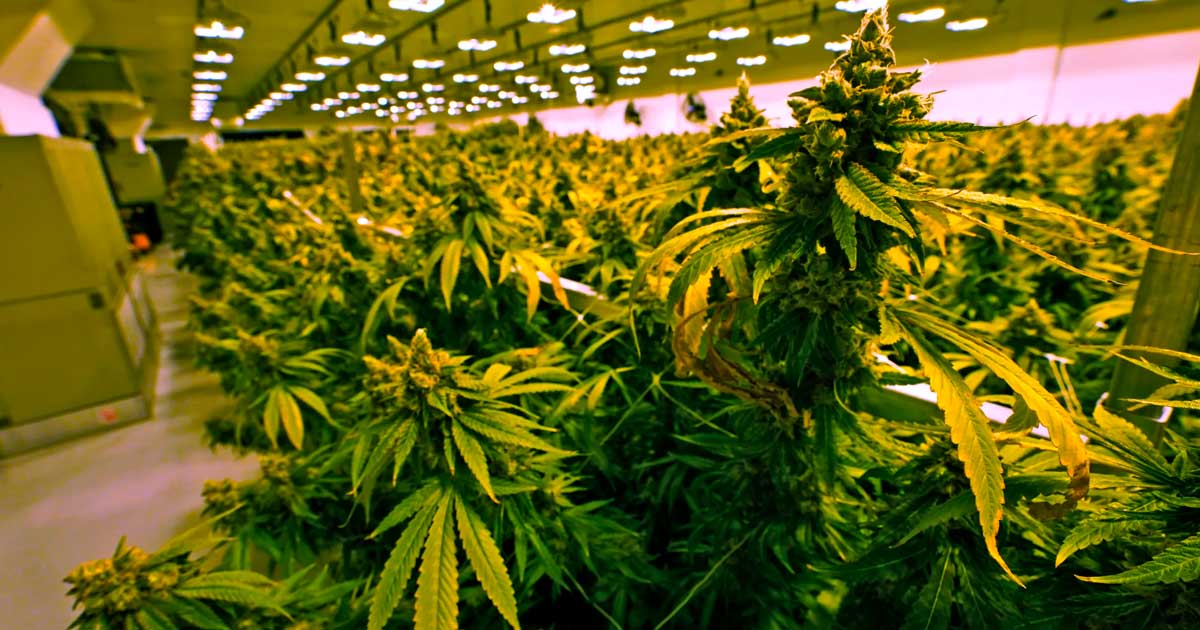 Venta de cannabis en Virginia a partir de 2027