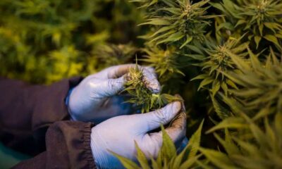 Cannabis medicinal en Ruanda