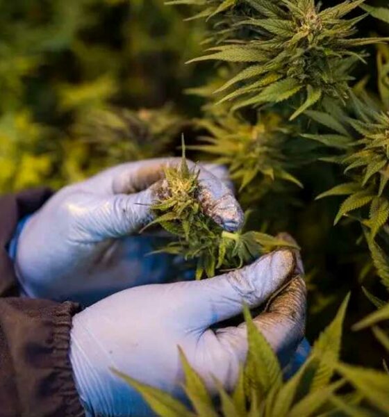 Cannabis medicinal en Ruanda