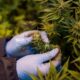 Cannabis medicinal en Ruanda