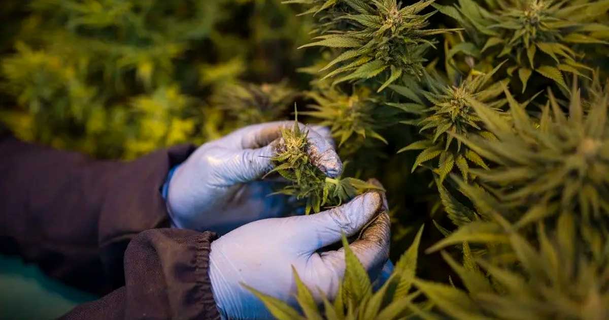 Cannabis medicinal en Ruanda