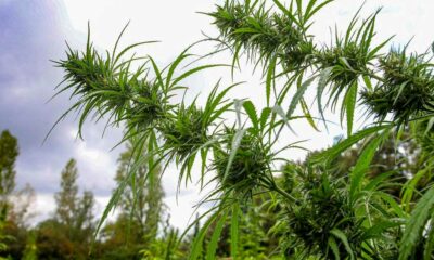 Cáñamo medicinal en la Polinesia
