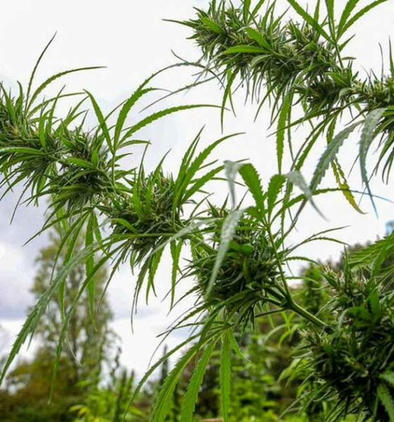 Cáñamo medicinal en la Polinesia