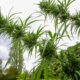 Cáñamo medicinal en la Polinesia