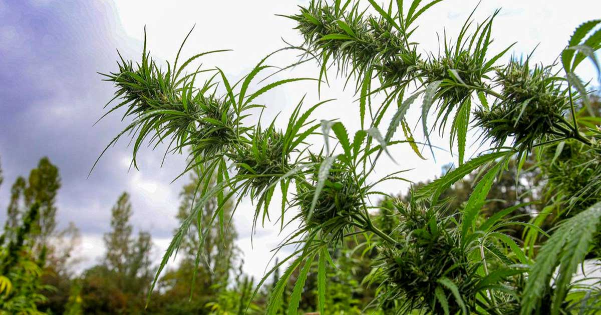 Cáñamo medicinal en la Polinesia