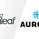 Curaleaf anuncia una oferta pública de adquisición sobre Aurora