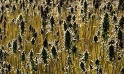 Normas para el cultivo del cáñamo en la Unión Europea