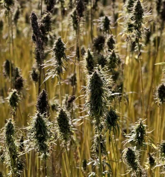 Normas para el cultivo del cáñamo en la Unión Europea