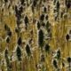 Normas para el cultivo del cáñamo en la Unión Europea