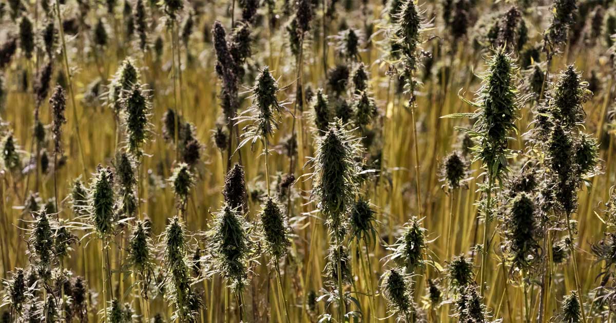 Normas para el cultivo del cáñamo en la Unión Europea