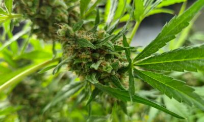 Producción de cannabis medicinal en Corea del Sur