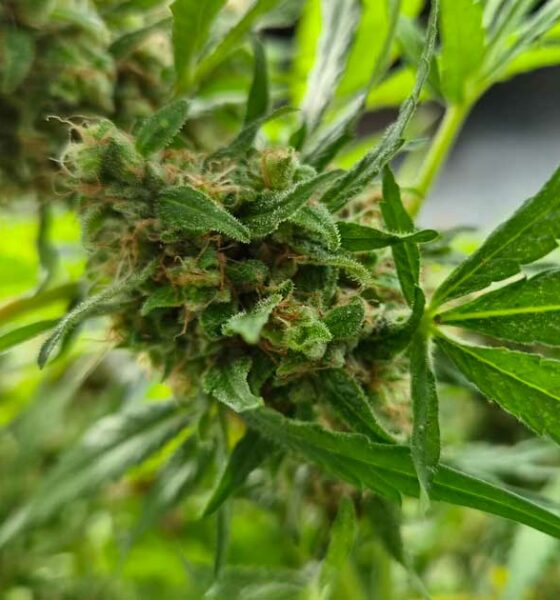 Producción de cannabis medicinal en Corea del Sur