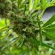 Producción de cannabis medicinal en Corea del Sur