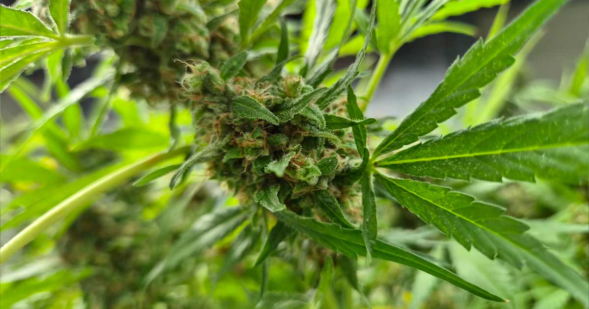 Producción de cannabis medicinal en Corea del Sur
