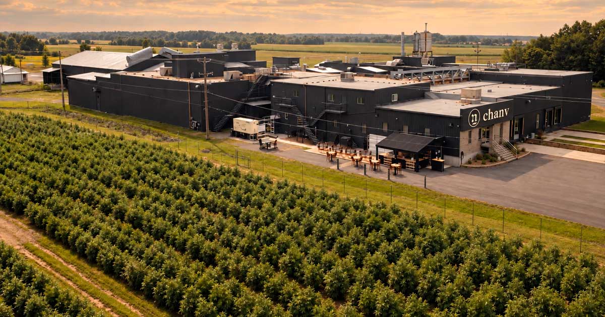 Cosecha de cáñamo en Quebec