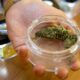 Distribución de cannabis en farmacias en Suiza