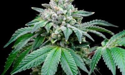 Según un estudio, el CBD potencia el efecto del THC