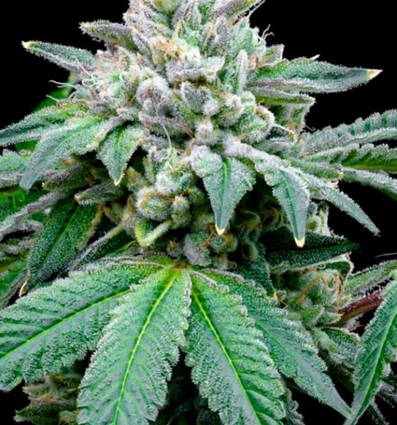 Según un estudio, el CBD potencia el efecto del THC