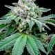 Según un estudio, el CBD potencia el efecto del THC