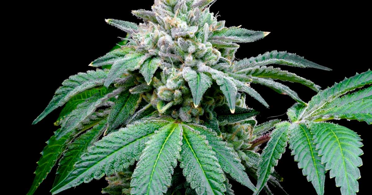 Según un estudio, el CBD potencia el efecto del THC