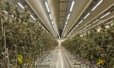 Informe sobre el cannabis legal en los Países Bajos