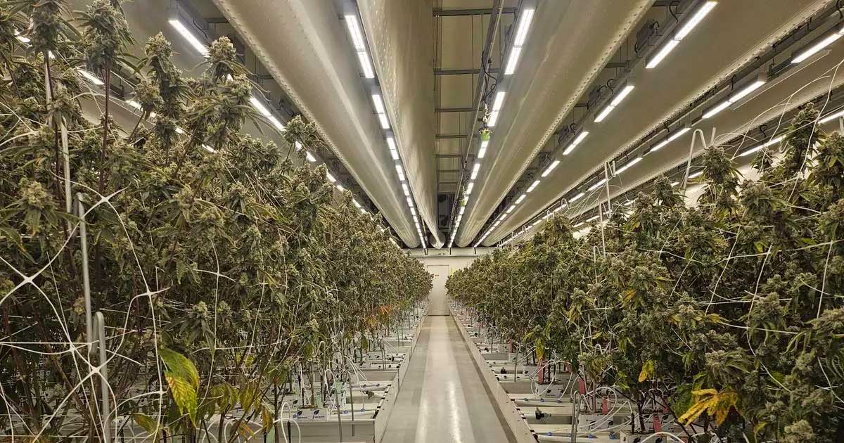 Informe sobre el cannabis legal en los Países Bajos